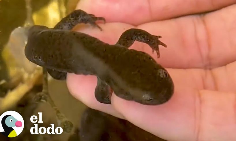Chico rescata huevos de salamandra y los ve crecer | Corazones Salvajes | El Dodo