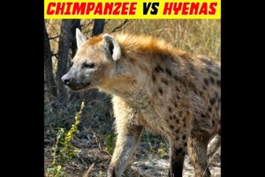 Chimpanzee 🦍Vs Hyenas 🐆 | Animals Fights #bestfacts #factsdaily