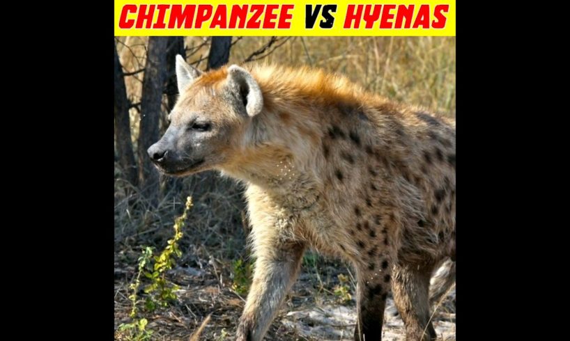 Chimpanzee 🦍Vs Hyenas 🐆 | Animals Fights #bestfacts #factsdaily