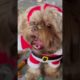 Christmas Puppies | shorkie dogs | cutest puppies | Santa dog | Santa tell me | Christmas song cute