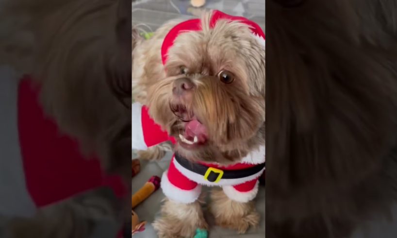 Christmas Puppies | shorkie dogs | cutest puppies | Santa dog | Santa tell me | Christmas song cute