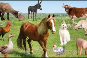 Colorful sounds of domestic farm animals: sheep, horse, cow, llama, chicken, pig, goose, cat, donkey