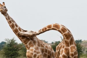 Combat de girafes violent - ZAPPING SAUVAGE