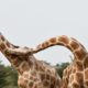 Combat de girafes violent - ZAPPING SAUVAGE