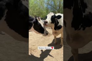 Cow Sisters Reunited (emotional)