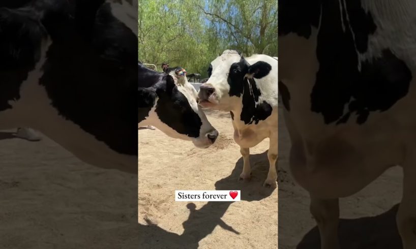 Cow Sisters Reunited (emotional)