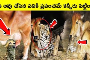 Cow and leopard friendship | facts in Telugu | BMC facts | animal videos | heart touching story