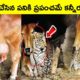 Cow and leopard friendship | facts in Telugu | BMC facts | animal videos | heart touching story