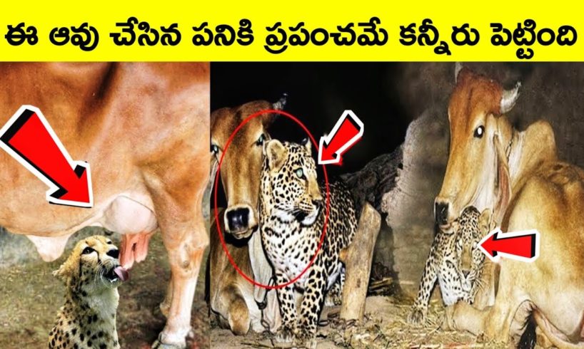 Cow and leopard friendship | facts in Telugu | BMC facts | animal videos | heart touching story