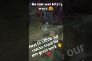 Cow rescue || weak cow rescue video || Animal rescue video.#shorts #animalrescue #cowrescue #viral.