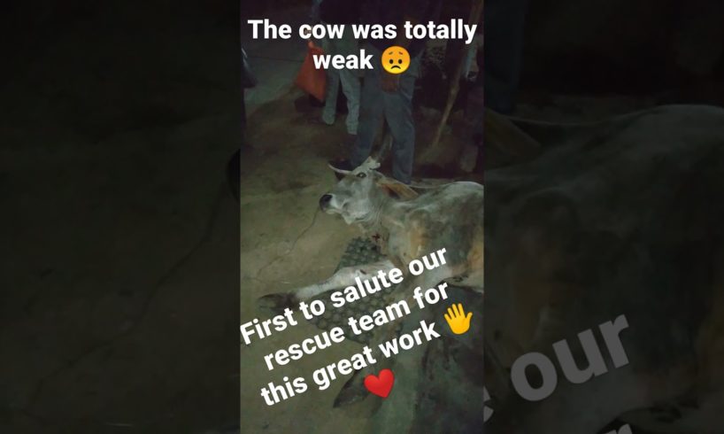 Cow rescue || weak cow rescue video || Animal rescue video.#shorts #animalrescue #cowrescue #viral.