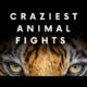 Craziest Animal Fights of All Time 2023