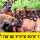Crazy Animal Attack 2022 - 2023 | Most Amazing Moments Of Wild Animal Fights 2022 - 2023 | Wild