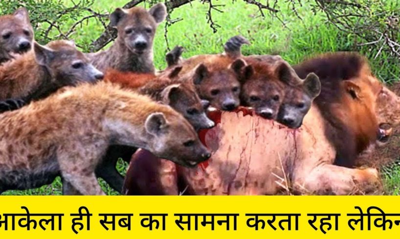 Crazy Animal Attack 2022 - 2023 | Most Amazing Moments Of Wild Animal Fights 2022 - 2023 | Wild