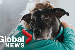 Cross Canada Spotlight: Rescued animals brought to Canada, fundraiser for a grieving family and more
