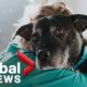 Cross Canada Spotlight: Rescued animals brought to Canada, fundraiser for a grieving family and more