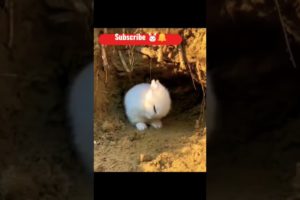Cute Baby 🐇 Rabbit Chilling😍, Eating🌾🥕 and Playing 😘|| Cute Animal Videography