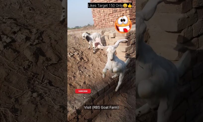 Cute Bakri Ke Bacche Playing 😜😂 #animals #shorts