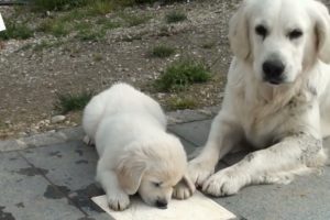 Cute Dog|| Cutest Dog in the world||Cute Puppies Clips