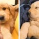 Cute Golden Puppies That Will Cure Your Boredom 😍💝 | Cutest Puppy