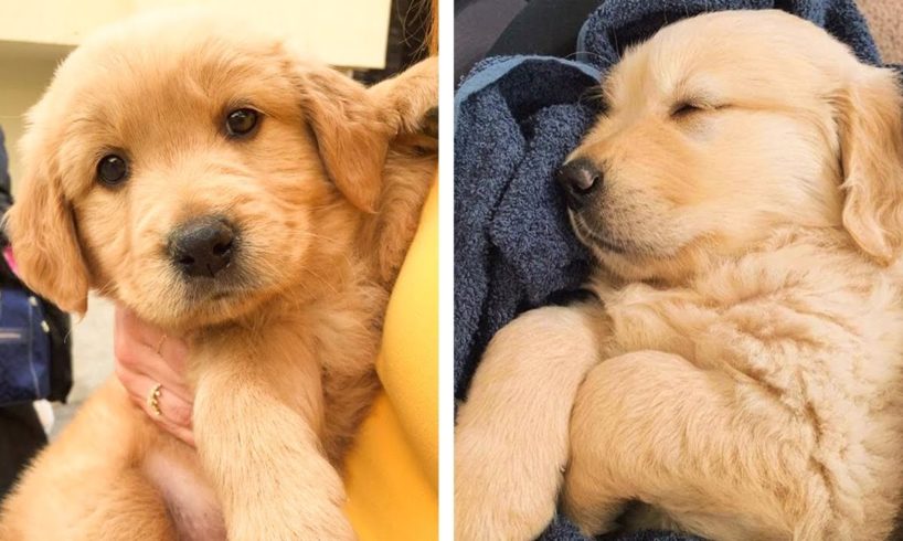 Cute Golden Puppies That Will Cure Your Boredom 😍💝 | Cutest Puppy