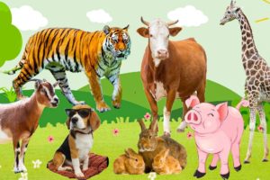 Cute Little Animals: Rabbit, Chicken, Cat, Panda, Duck, Dog - Animals Sounds Video