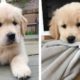 😍Cute Moments of Golden Retriever Make You Happy Every Day 🐶| Cute Puppies