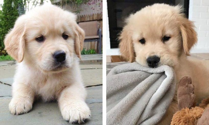 😍Cute Moments of Golden Retriever Make You Happy Every Day 🐶| Cute Puppies