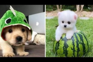 Cute Puppies Doing Funny Things ❤️ #1  Cutest Dogs Compilation