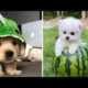 Cute Puppies Doing Funny Things ❤️ #1  Cutest Dogs Compilation
