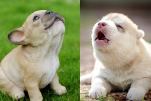 Cute Puppies Howl For The First Time || NEW