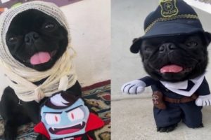 Cute Puppies Tiktok Compilation | Dogs Doing Funny Things Tiktok
