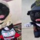 Cute Puppies Tiktok Compilation | Dogs Doing Funny Things Tiktok