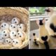 Cute baby animals Videos Compilation cute moment of the animals #7 Cutest Animals 2022