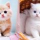 Cute baby animals Videos Compilation cutest moment of the animals - Cutest Puppies#1 5/1/2023 legend
