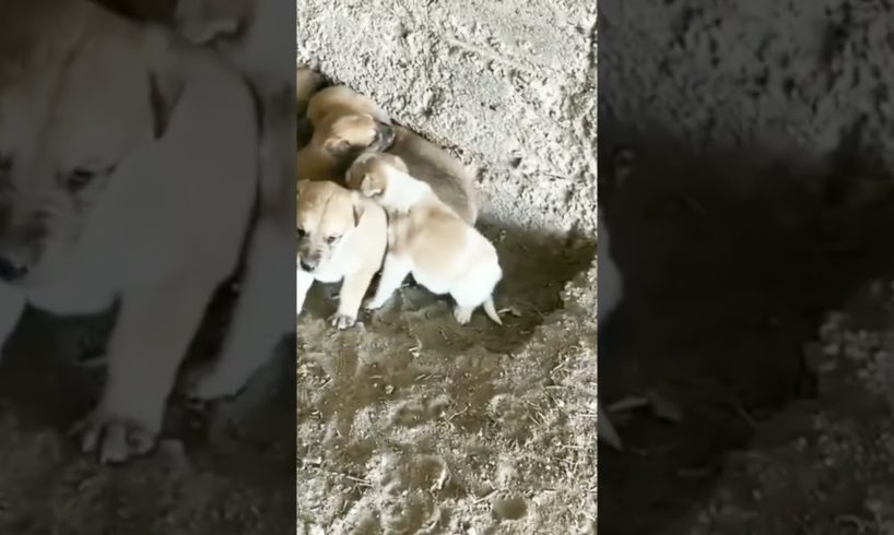 Cute puppies barking#8ktrending#ytshorts