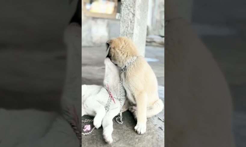 Cute puppies doing funny things#4kviral#4kytshorts