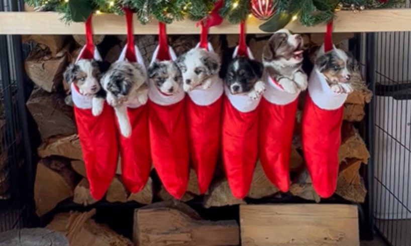 Cute puppies set in hanging caps as Christmas decor || WooGlobe