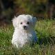 Cute puppies video compilation/Pet animal.