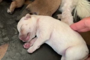 🔴 Cutest Baby Animals 2023 🐶 Cute newborn puppies videos 2023 #7