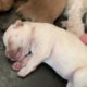 🔴 Cutest Baby Animals 2023 🐶 Cute newborn puppies videos 2023 #7