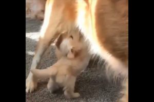 Cutest Dogs   ♥Cute Puppies Doing Funny Things 2019♥ #1 13