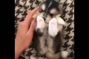 Cutest Dogs   ♥Cute Puppies Doing Funny Things 2019♥ #1 3