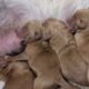 Cutest Hungry Newborn Puppies Suckling And Nursing Mom's Milk Nonstop | Cute Baby Puppies Video