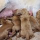 Cutest Newborn Baby puppies Nursing |  Helping Hungry Newborn Puppies Latching On To Mom's Niples