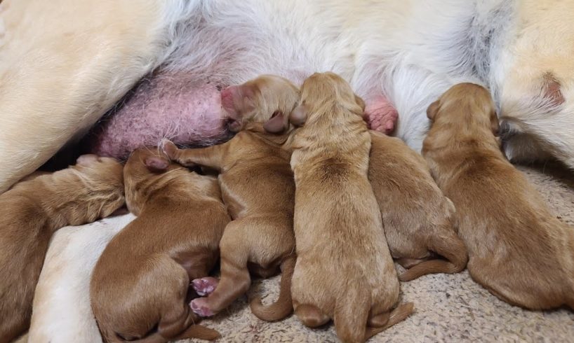 Cutest Newborn Baby puppies Nursing |  Helping Hungry Newborn Puppies Latching On To Mom's Niples
