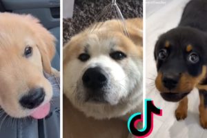 Cutest PUPPIES & Happiest DOGGOS ~ Ultimate Compilation 🤣🐕