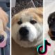 Cutest PUPPIES & Happiest DOGGOS ~ Ultimate Compilation 🤣🐕