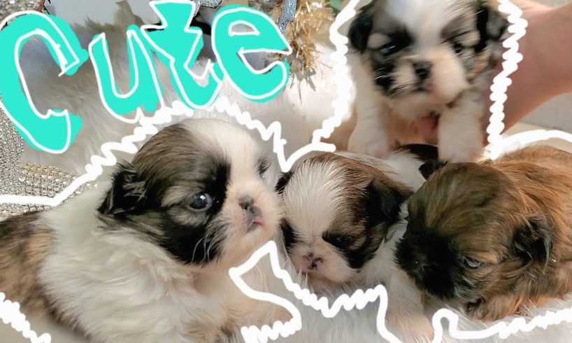 Cutest PUPPY Videos! Best DOG Videos of 2022