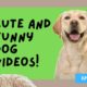 Cutest Puppies | Funny Dog Videos | Ep.3